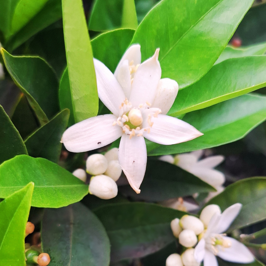 Dermocosmética limpia Ethia Home Perfumería botánica 